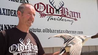 Cleaning Your Bird Mounts - Taxidermy