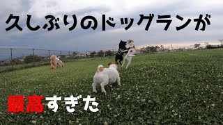 【甲斐犬】久しぶりのドッグランが最高すぎてテンション爆上がり！【ワンプロ】