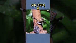 공작 거미의춤 || 흥미로운 지식