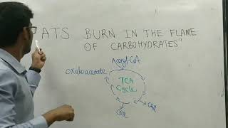 Fats burn in the flame of carbohydrates