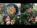 Litchi tipdai#Nirmala sinjali magar# vlog