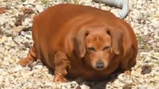 Woman does the sweetest thing for 'shockingly obese' dog