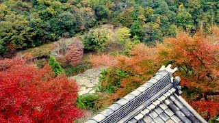 (4K)京都紅葉巡り2015 - 奥嵯峨・大悲閣 千光寺 Daihikaku Senko-ji Fall Foliage 日本旅遊