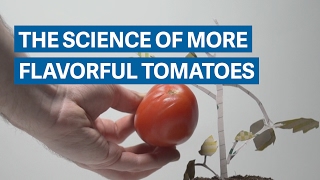 Scientists discovered why modern tomatoes have no taste