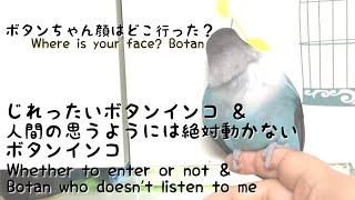 じれったいボタンインコ＆人間の言うことを絶対聞いてくれないボタンインコ  Whether to enter or not ＆ Botan who doesn't listen to me