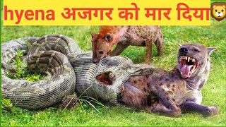 Hyena killer || दुनिया में सबसे ज्यादा हायना को मारने वाला lion || The True Story Of Lion ||