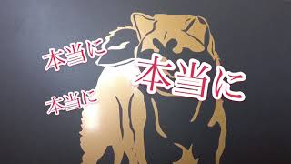 第87回 函館支部展覧会 壮犬組 牝部