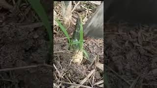 HOW TO DIG BAMBOO SHOOTS. THAI VILLAGE COOKING