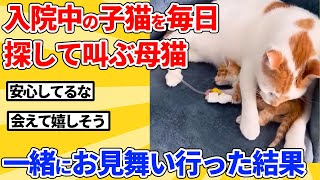 【2ch動物スレ】入院した子猫を探して叫び続ける母猫→病院に連れて行って再会させた結果