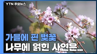 봄도 아닌데 활짝 핀 '벚꽃'...나무에 얽힌 사연은? / YTN