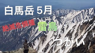 日本百名山 北アルプス 白馬岳 雷鳥のつがい  【サンダーバードではございません】grouse