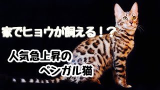 ベンガルってどんな猫？野生の血をひくベンガル猫の性格•特徴•魅力