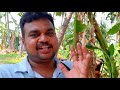 வெளிநாடுகளில் அதிகம் பயண்படுத்தும் தென்னங் கருப்பட்டி yummy vlogs tamil