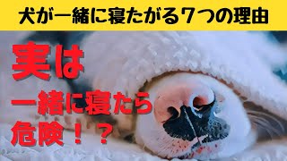 【実は一緒に寝たら危険！？】犬が一緒に寝たがる７つの理由を解説