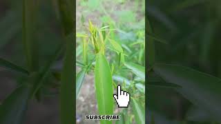 #shortsতুরির শব্দে নেচে ওঠে গাছ। তুরুক চন্ডাল।The tree  dances to sound of the flute. Turuk Chandal.