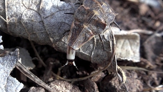 Firefly larva in the daylight (Pyractomena)