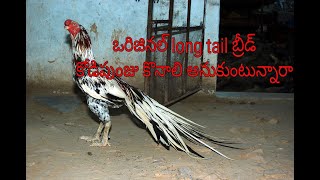 Types of tail breed aseel..(ఒరిజినల్ లాంగ్ టైల్ బ్రీడ్ కోడి పుంజు వాటి రకాలు )