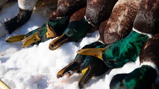 Fat Mallards