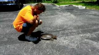 Blind guy saves a giant turtle from certain death!