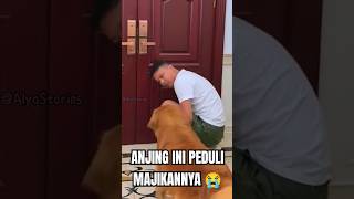 Anjing ini peduli banget sama majikannya 😭❗ #shorts