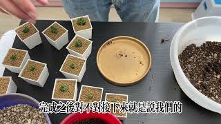 [種子實生]羊角沙枚種子如何提高成功率(下) 【 MC多肉園 】MC Succulent plant Vlog