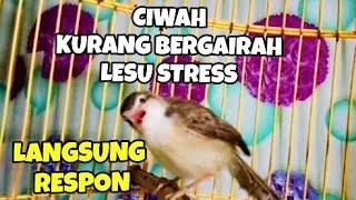 Suara panggilan prenjak klik betina ampuh buat pancingan ciblek sawah stres macet bunyi