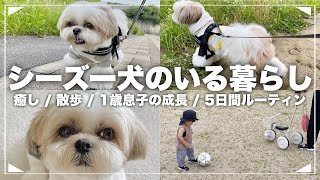 #6-④【ルーティン】もふもふ可愛いシーズー犬と家族の5日間（2023年6月21日〜6月25日）/ Shih Tzu takes a walk everyday in June.