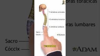 Anatomía de la columna 🤯 #aprende #columna #anatomia #medicina