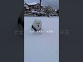 大寒波大変だけど、日本スピッツははじめての雪に大はしゃぎ スピッツ犬 スピッツ 犬のいる暮らし わんこ 遊び かわいい お散歩 雪