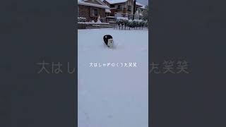 大寒波大変だけど、日本スピッツははじめての雪に大はしゃぎ# #スピッツ犬 #スピッツ #犬のいる暮らし #わんこ #遊び #かわいい #お散歩 #雪