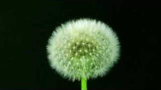 Facts Of Evolution - (Chapter 2 of 6)