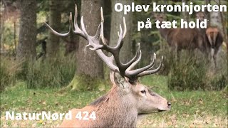 NaturNørd 424. Den Danske Kronhjort...På tæt hold.