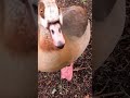 beautiful egyptian geese wildlifephotography nature goose