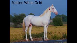 Nukra Stallion White gold owner Manpreet manta Vill Nandgarh