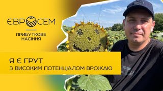 Міцний як Грут: огляд посівів соняшника з високим потенціалом врожаю. #sunflower