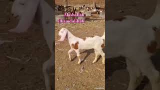 Sold out Alhamdulillah mashallah#shortvideo #cute #goat