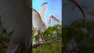 Endangered Birds 🐦🙆 Amazon Forest Rare Birds | #birds #endangeredspecies #shorts #youtubeshorts