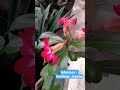 Adenium / Kamboja Jepang #Shorts #Kamboja #Adenium #bunga