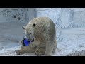 【シロクマの1分動画＃334】見事に決まり💗アピールするホウちゃん【天王寺動物園】