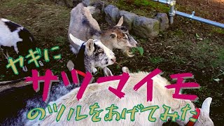 1211【土曜日】#45 ヤギにサツマイモのツルをあげてみた