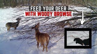 Feeding Deer With Woody Browse - Bring A Healthy Herd Into Spring