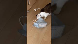 猫姉妹の前に紙袋を設置した結果www　The result of installing a paper bag in front of the cat sister