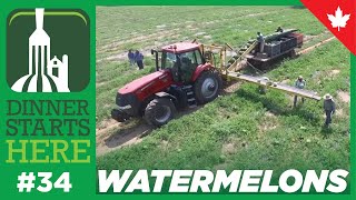 Meet a Watermelon Farmer - Farm 34 - Dinner Starts Here