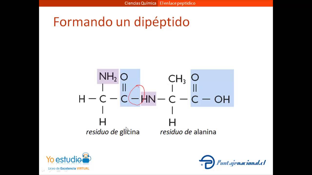 Enlace Peptídico - YouTube