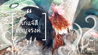 รีวิว ไก่แจ้ สี เบญจรงค์ ไก่มงคล Siam Bantam @gritscollection1959