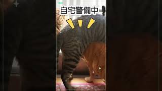 ニャルソック🐱#猫#ニャルソック#自宅警備員