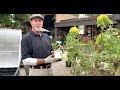 How to Care for Your Tomatoes with David Rizzo