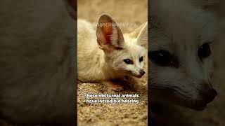 Amazing Facts About the Adorable Fennec Fox!