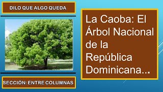 La Caoba  El Árbol Nacional de la República Dominicana