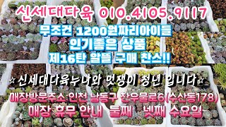 🌸신세대다육 010.4105.9117🌸주문은 문자로 부탁🙏 무조건 1200원 인기좋은 상품 제16탄 알뜰 구매 찬스!!